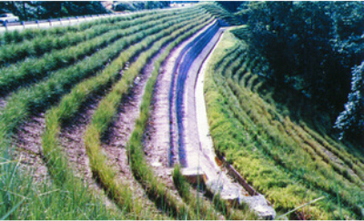 公路边坡种植香根草