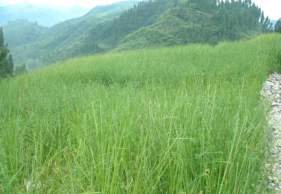 香根草公路护坡