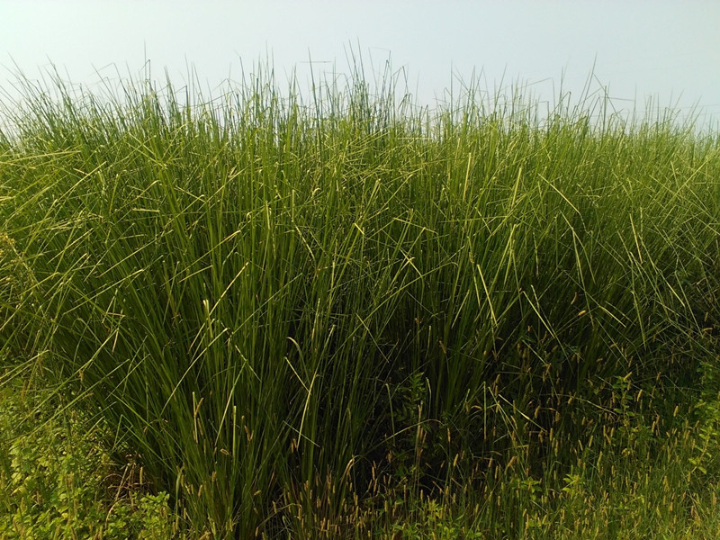 香根草种植基地