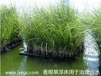 香根草浮床