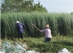 8月香根草株高2米